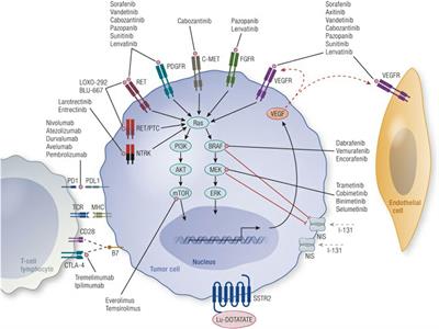 Novel Therapeutics in Radioactive Iodine-Resistant Thyroid Cancer